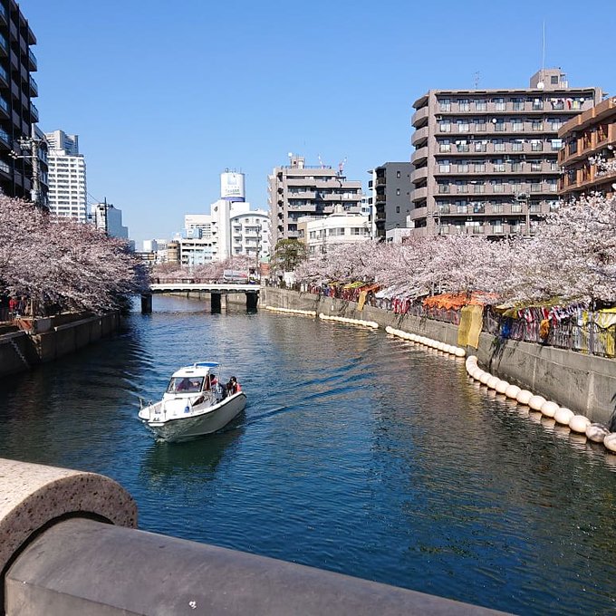 大岡川桜祭り22 屋台の出店や混雑状況は 桜の見頃 開花情報 Tasso