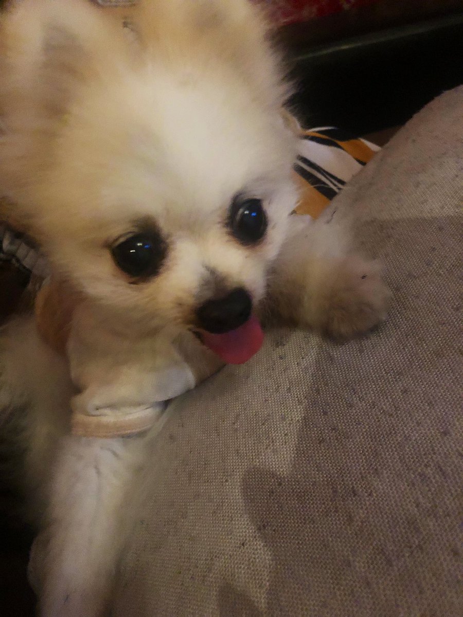 yunchu0926's tweet photo. 可愛すぎるカルボナーラ🐶💗 https://t.co/7rJv5IOoxb