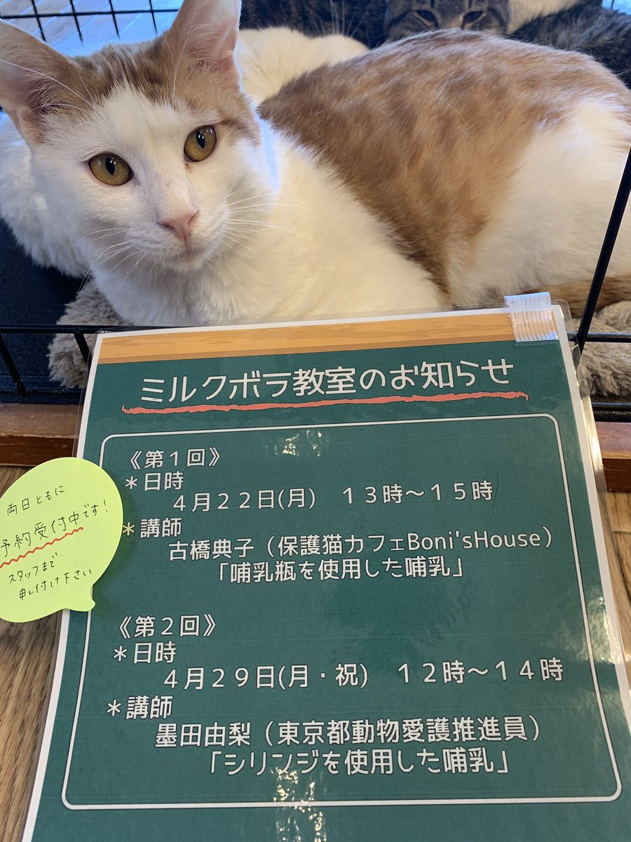 保護猫カフェねこかつ 川越 大宮日進 ミルクボランティア教室やります 詳しくはねこかつブログをご覧下さい T Co Yxcqjxev5r 川越店にて お電話でご予約受付中です 川越店 ねこかつ 保護猫 保護猫カフェ 川越 日進 里親募集 保護猫カフェねこかつ 川越 大宮日進 ミルクボランティア教室やります 詳しくはねこかつブログをご覧下さい T Co Yxcqjxev5r 川越店にて お電話でご予約受付中です 川越店 ねこかつ 保護猫 保護猫カフェ 川越 日進 里親募集