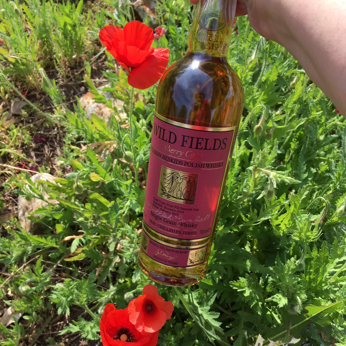 AustinTXScotch's tweet photo. I received this amazing Polish whisky from my friend @donnajayne666 for my birthday last month! Cracked it open tonight! Really quite different and delicious! Thanks for all my cool gifts! #wildfieldswhisky #bluebonnets #poppies #aprilopen10 https://t.co/UXTGeajDdh