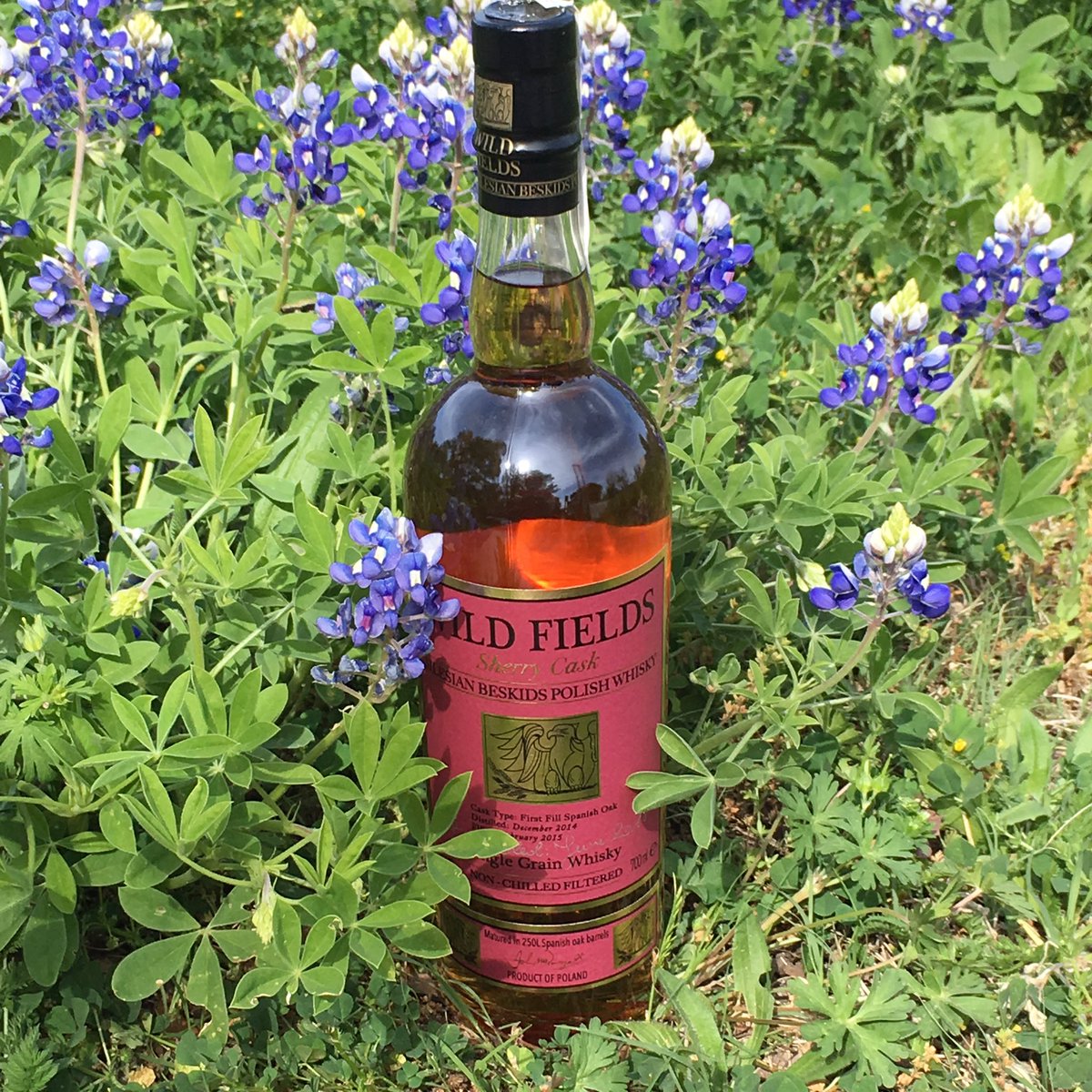 AustinTXScotch's tweet photo. I received this amazing Polish whisky from my friend @donnajayne666 for my birthday last month! Cracked it open tonight! Really quite different and delicious! Thanks for all my cool gifts! #wildfieldswhisky #bluebonnets #poppies #aprilopen10 https://t.co/UXTGeajDdh