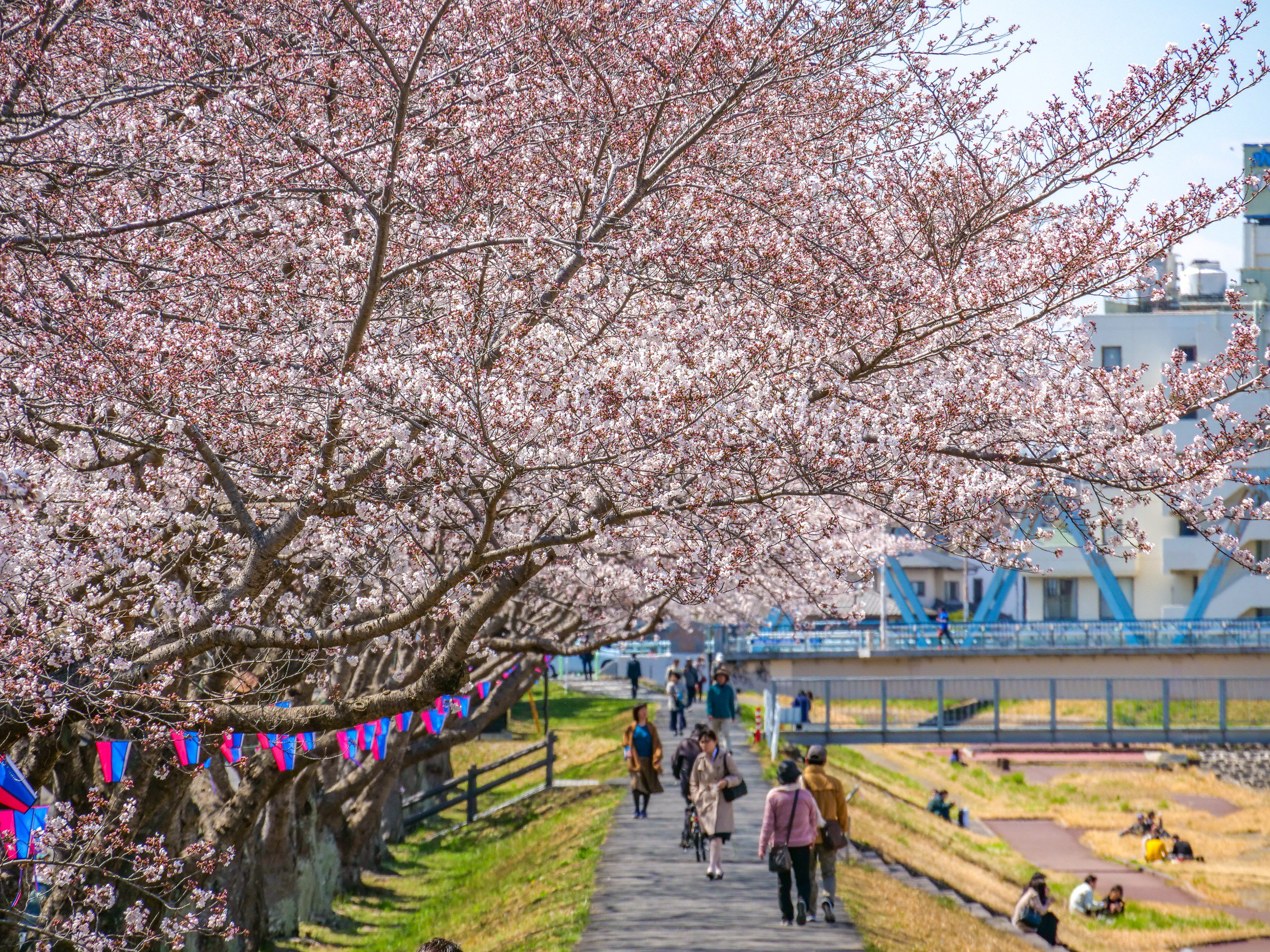 桜 河津桜開花情報 2025/03/04版｜SAKURA BLOG - 河津桜情報
