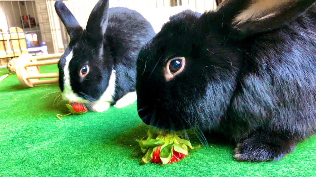 fluffylittle5's tweet photo. The best behaved bunnies get strawberries 🍓 #bunnies #rabbits #Strawberries #fruit https://t.co/dOQ22OfKSv