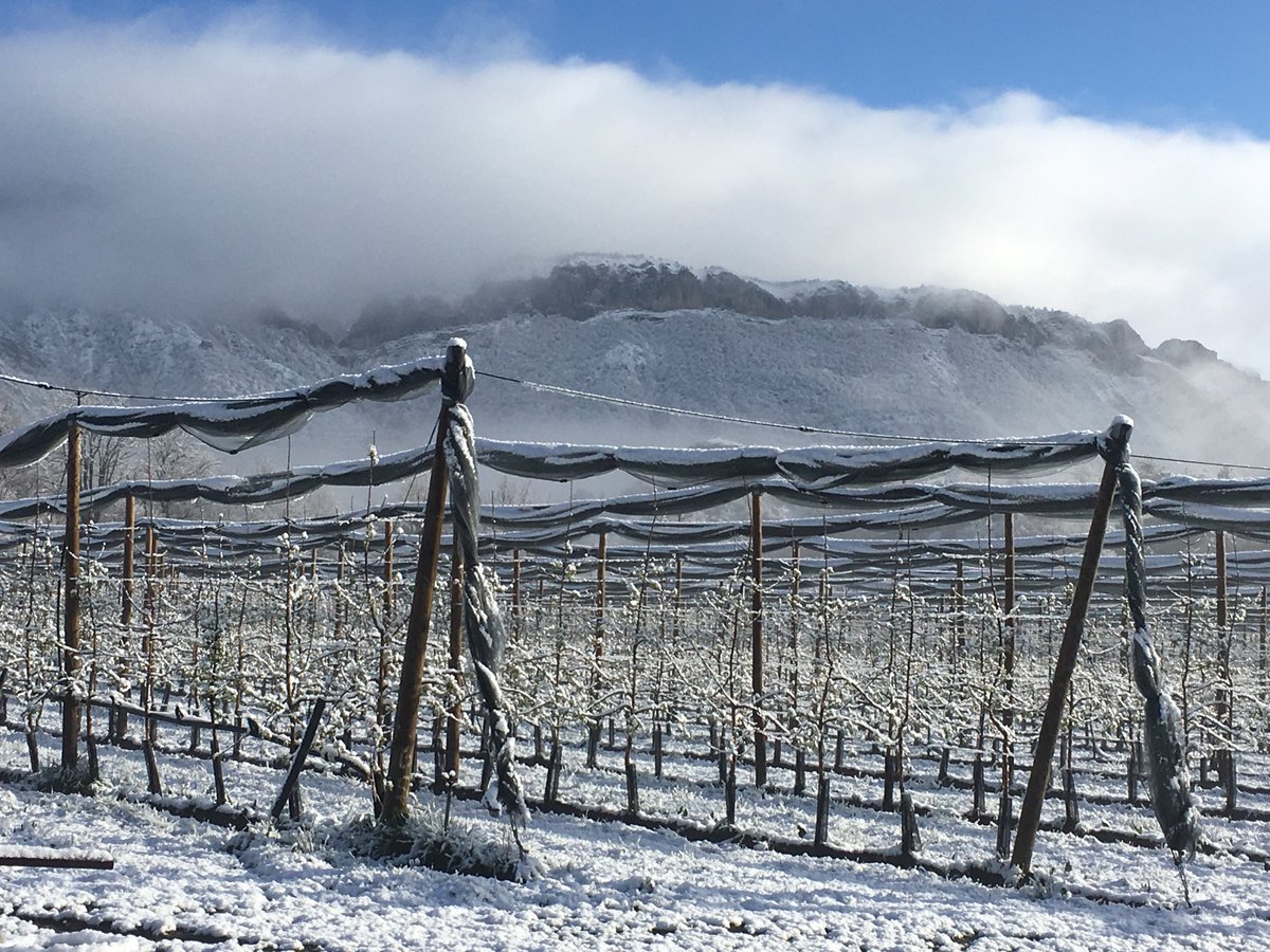 superalp3's tweet photo. Magnifique réveil sous la ❄️🍐🍎🍏une passion Superalp https://t.co/XWmvUdvdQe