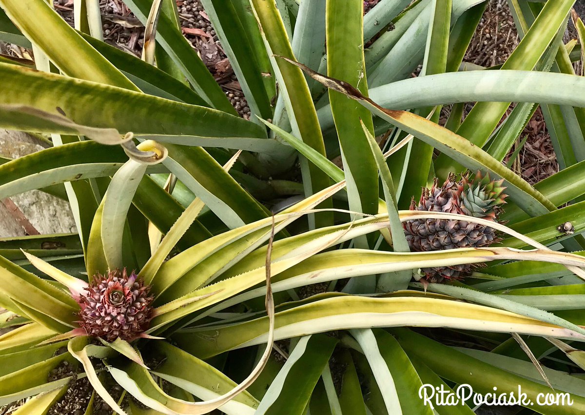 RPGolfFitness's tweet photo. Organic gardening at its best. Looking forward to a great pineapple harvest this summer.
#ritapociask #rpcoaching #areyoureadyfitness #pineapple #freshfruit #freshpineapple #organicgardening https://t.co/23YjLta3Og