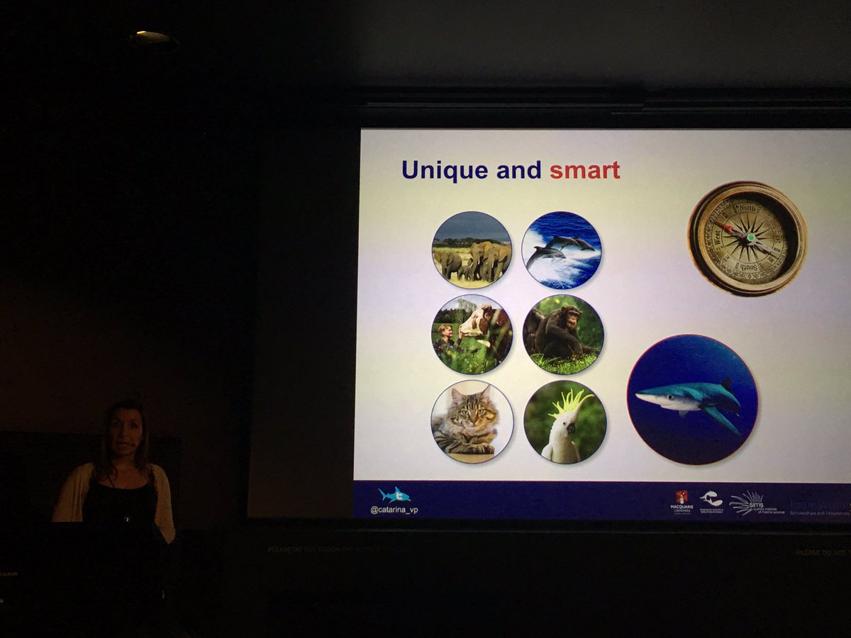 Why do we treat sharks any differently from charismatic mammals? We need to check our moral compasses, well said @catarina_vp! <a href="/CulumBrown/">Culum Brown 🇺🇦</a> <a href="/seamuseum_/">Australian National Maritime Museum</a>  #oceantalks