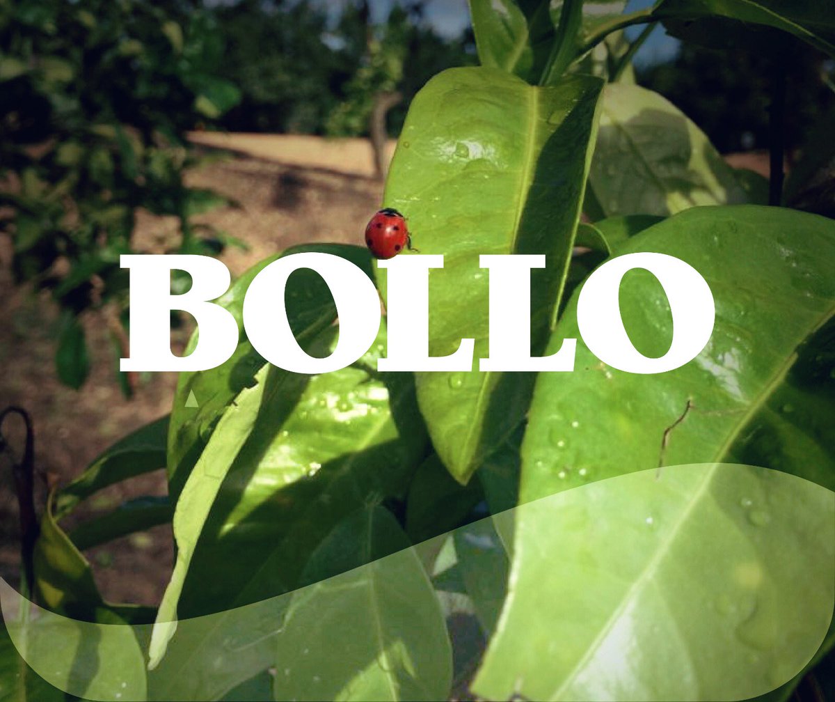 La naturaleza nos rodea, nos cuida y sostiene la vida universal de todos los seres.
Es nuestra responsabilidad universal pasar una tierra sana a las futuras generaciones.
 #Naturaleza #Nature #Campo #Field