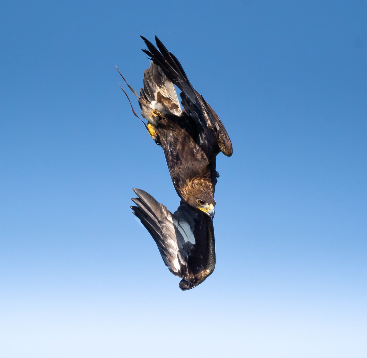 Golden Eagle Diving
