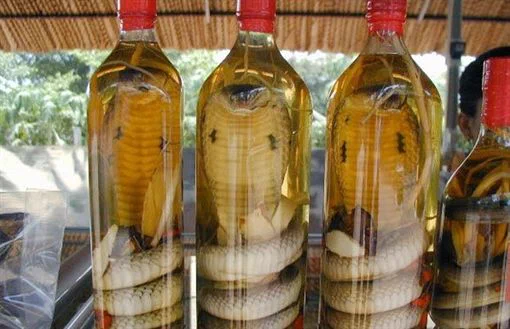 コブラに噛まれた！インドの蛇酒作りで男性死亡。