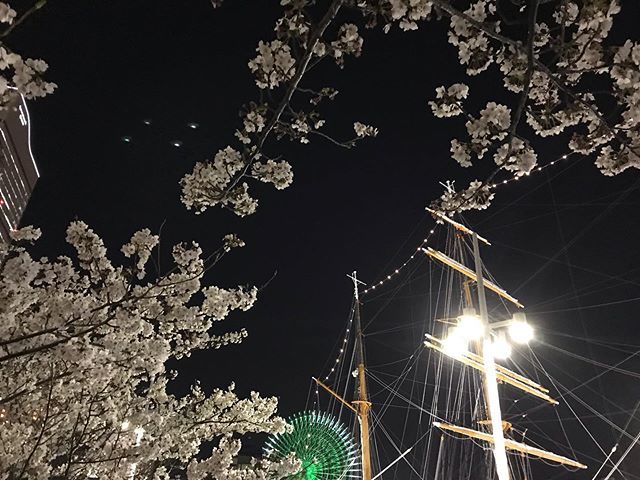 nkbig777's tweet photo. 横浜の桜
#みなとみらい線 
#みなとみらい線フォト散歩 
#みなとみらい 
#東京カメラ部_横浜分室 
#桜 
#満開 
#写真好きな人と繋がりたい 
#ファインダー越しの私の世界 
#写真撮ってる人と繋がりたい https://t.co/LXZ6TzHUR6 https://t.co/wyhj9CBl6c