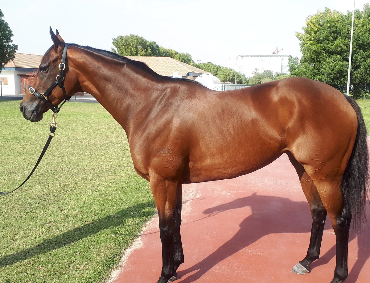 Viddora is looking an absolute treat before she embarks on the next leg of her world tour🌍
Bring on Hong Kong 🇭🇰
<a href="/KennewellRacing/">Kennewell Racing</a>
#Viddora #worldtour #frequentflyer