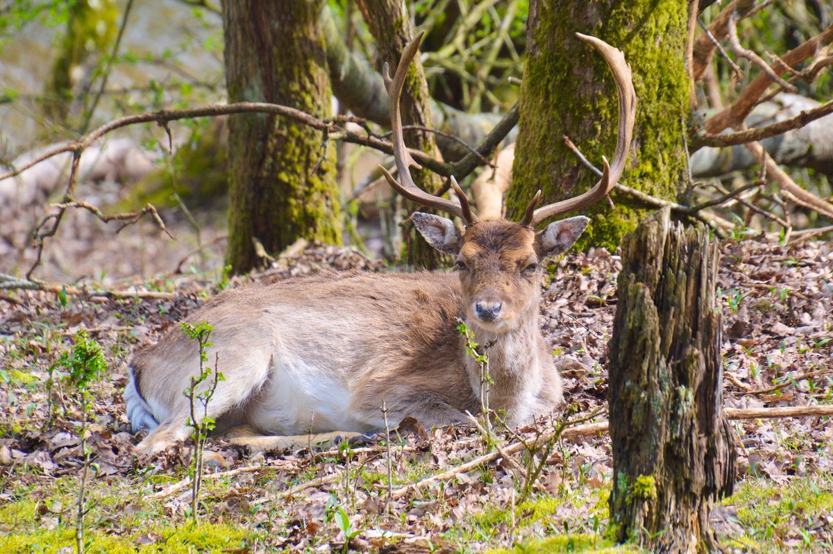 Rondje duinen <a href="/zandvoort/">Zandvoort</a> #herten