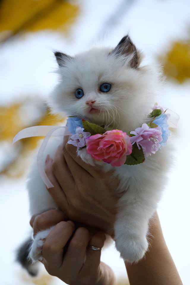meet_pet's tweet photo. Cute pet photo of the day

#kitten #kittens #kittensofinstagram #kittenplay #kittenlove #kittensofig #kittenoftheday #kittengirl #kittenspace #kittenstagram #kittenofinstagram #kittenplaycommunity #kittengear #kittenrp #kittengram #kittenvideo #kittenears #kittenplaygear https://t.co/qEbMbGgBcT