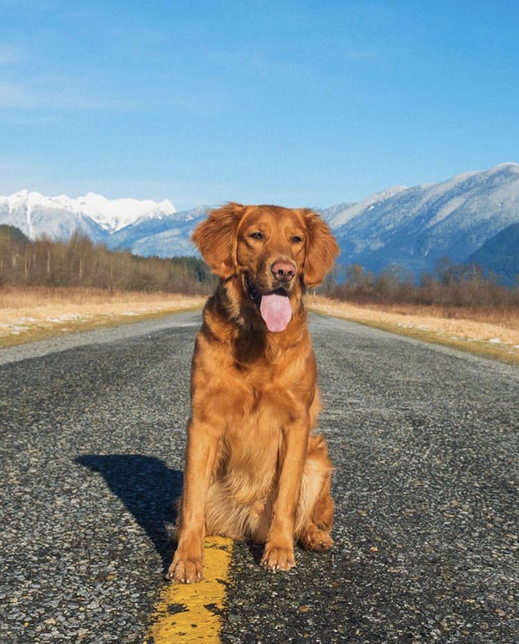 Dog__360's tweet photo. We are officially 58 days away from summer 🐾 Tag a friend who would enjoy this 📸 Ig @Goldenmase • • 📦 Save 10% off your next order with promo code “POOCH360”  ➡️https://t.co/lqYMmaqpjW #dog360 https://t.co/s3JtFL78jL