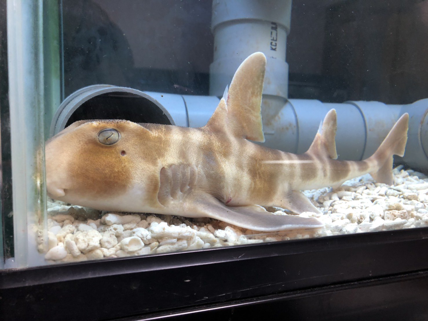 توییتر Shark Amazing Project در توییتر メンバーがネコザメ飼育開始しました B W B T Co Smwgazsk4u