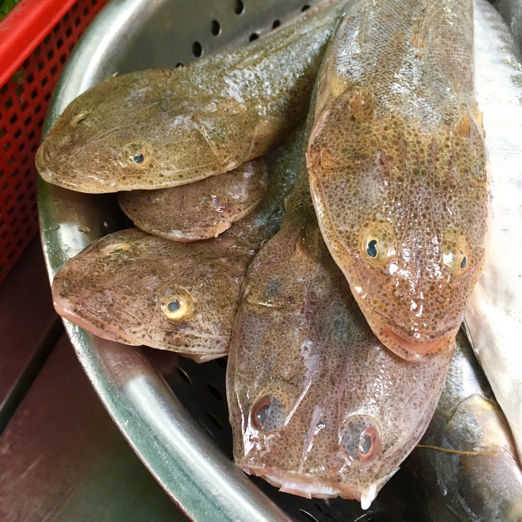 井の字 على تويتر モンカイの魚市場で見かけた魚たち コチ フウセイ 大黄花 タチウオ グルクマ 南洋のサバ この他にも新鮮な 魚が多い かつて中国 山東省で見た魚と ベトナム北部で見る魚の両方を一度に見る感じ この地は海の幸に恵まれている