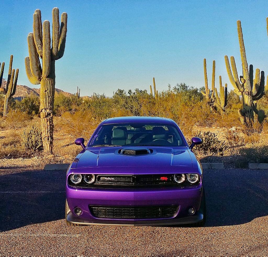 scatpackshaker's tweet photo. Taking in the 🌞 ... this silly plum crazy ...  #scatpackshaker @scatpackshaker @FiatChrysler_NA #challenger #dodge #392 #feartheshaker https://t.co/NaQNBAGchS