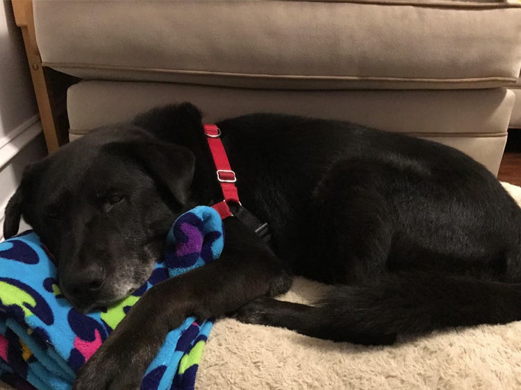 goodnessgrvy's tweet photo. Pup Who Spent More Than a Decade Chained Up Outside Now Has a Bed in Every Room https://t.co/8ufefGxixG  #goodnessgravy #lovedogs #care4dogs https://t.co/01CULDcwWe