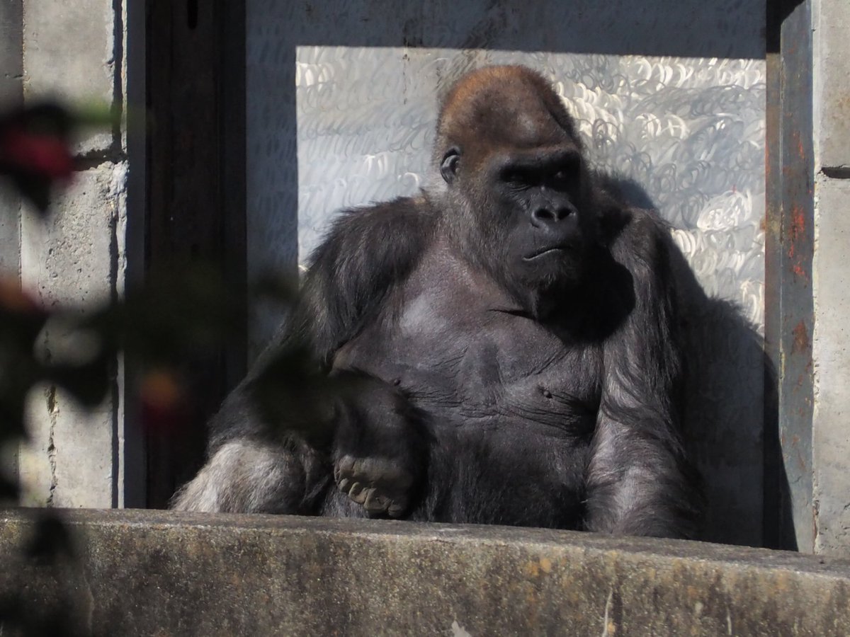 たーこ 八木山動物公園 ニシゴリラのドンさん 体調が良くなったようで 展示が再開されたとのこと 今週末は天気もいいようなので 外でのんびり日向ぼっこをするドンさんが見られるといいなぁ 八木山動物公園 ズーパラダイス八木山 ニシゴリラ たーこ 八木山動物公園 ニシゴリラのドンさん 体調が良くなったようで 展示が再開されたとのこと 今週末は天気もいいようなので 外でのんびり日向ぼっこをするドンさんが見られるといいなぁ 八木山動物公園 ズーパラダイス八木山 ニシゴリラ