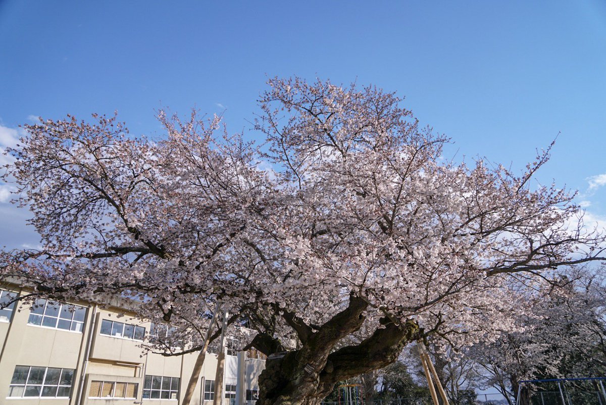 真鍋小学校 真鍋小学校