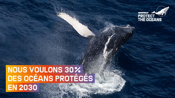 Au moins 30% de réserves marines d'ici 2030 ? Oui, c'est possible. Si les gouvernements font preuve de courage politique dans les discussions sur le traité sur la haute mer qui se tiennent en ce moment aux Nations Unies. 
#ProtectTheOceans 
🐙🐳🦞🐋

➡️ greenpeace.fr/proteger-30-oc…