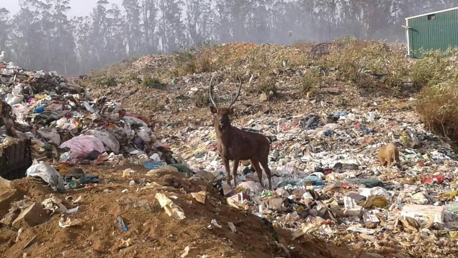 This Image Of A Deer Feeding On Garbage Near A Forest In Ooty Should Enrage  Us All