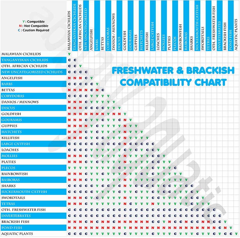 Freshwater Fish Compatibility Chart