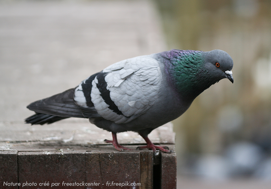 VilleDraguignan's tweet photo. La présence de #pigeons près de votre logement vous insupporte ? Vous pouvez utiliser du #repulsif à pigeons. Retrouvez différentes astuces sur https://t.co/R0nxPt0dFL Pour rappel, il est interdit de les nourrir, consultez la législation de 1979 sur https://t.co/8FqteE4zrX https://t.co/7kvBwuZ7FY