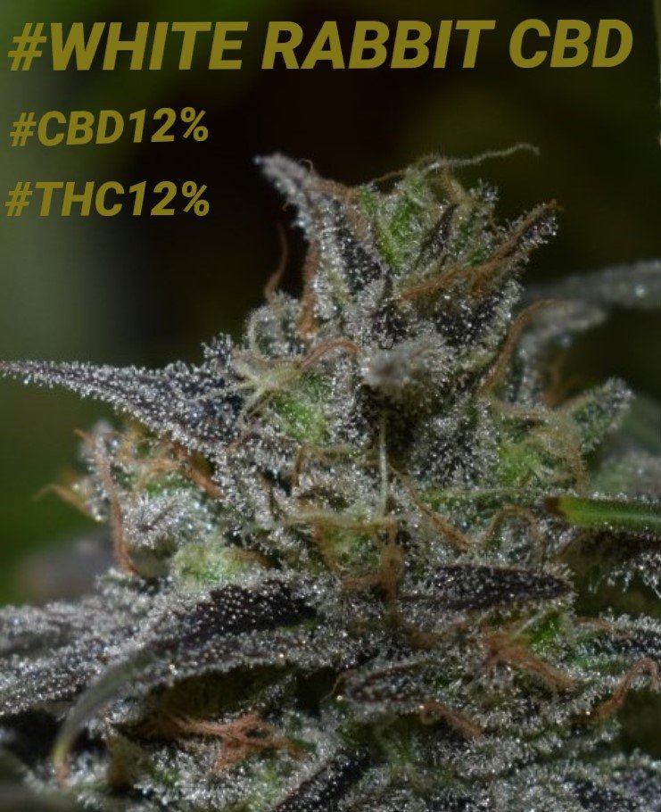 rarofarm's tweet photo. #BuenosDias #FelizDía #CannabisMedicinal #WhiteRabbitCbd #Cannabis #THC #CBD #Terpenos #RegularSeeds #Cultivo #Medicinal #Weed 😎👊🌿#OneLove https://t.co/6xr4MasKfQ