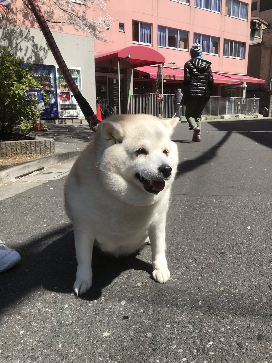 SakuraHostel's tweet photo. 本日のモモちゃん🐶 #kawaii
#sakurahostel #hostel #asakusa #tokyo #japan #lockal #cute #dog https://t.co/arMa0FV6dA