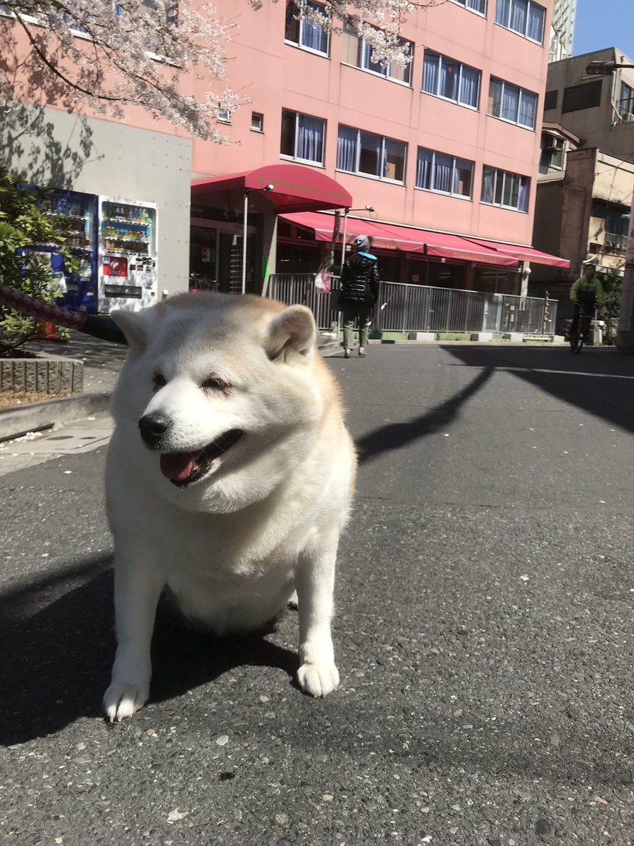 SakuraHostel's tweet photo. 本日のモモちゃん🐶 #kawaii
#sakurahostel #hostel #asakusa #tokyo #japan #lockal #cute #dog https://t.co/arMa0FV6dA