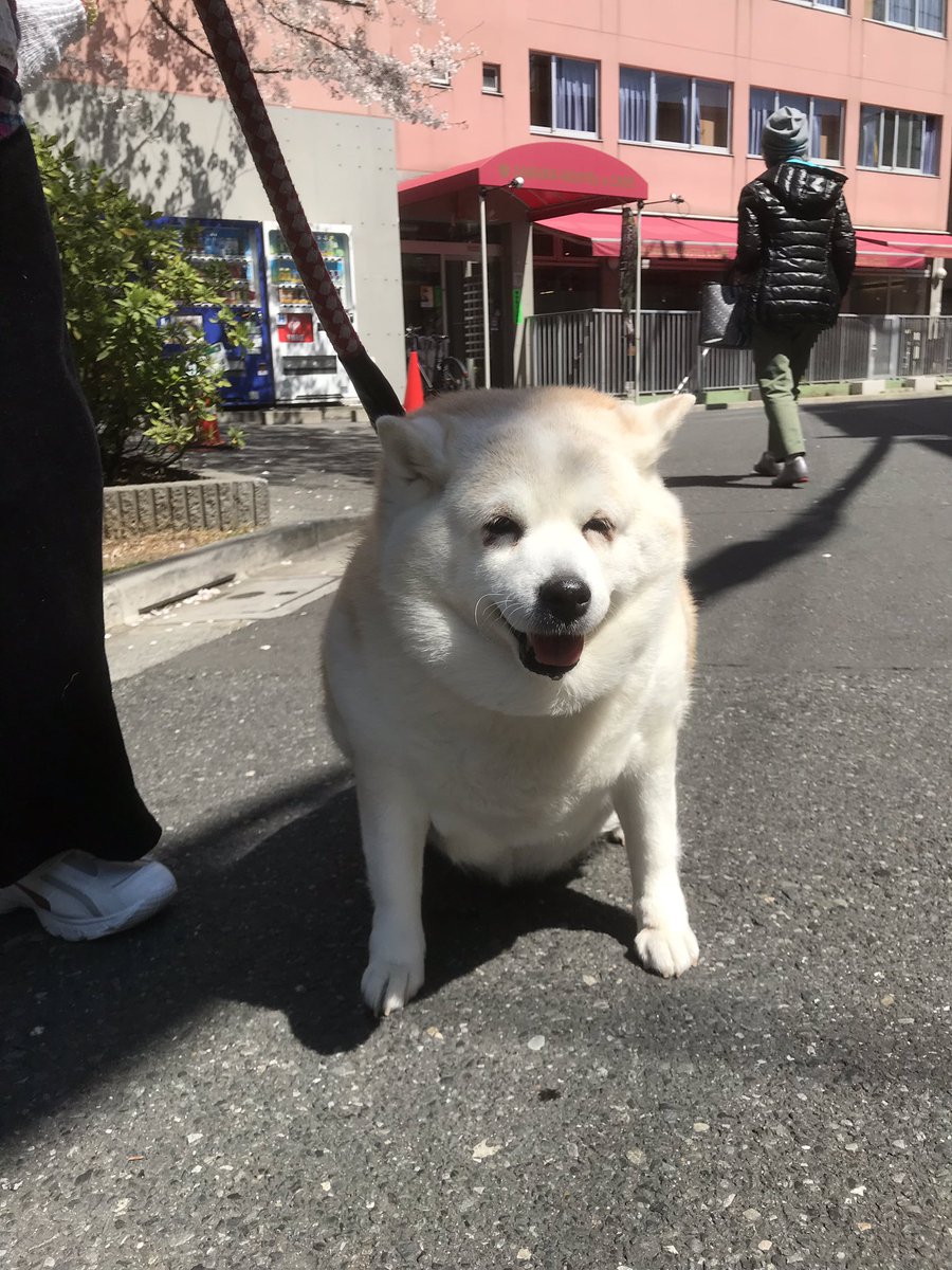 SakuraHostel's tweet photo. 本日のモモちゃん🐶 #kawaii
#sakurahostel #hostel #asakusa #tokyo #japan #lockal #cute #dog https://t.co/arMa0FV6dA