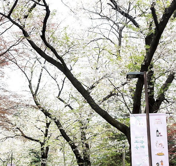 korea_health's tweet photo. Korea Cherry Blossom Viewing Walker Hill
Every spring, #WalkerhillHotel, which shows the #beautifulspring of full bloom and Achasan, is a city-center hotel that is full of #springcherryblossoms.
It is a hotel where foreign tourists stay for #cherryblossomviewing.
#koreahealthtour https://t.co/6rxDyv65rq