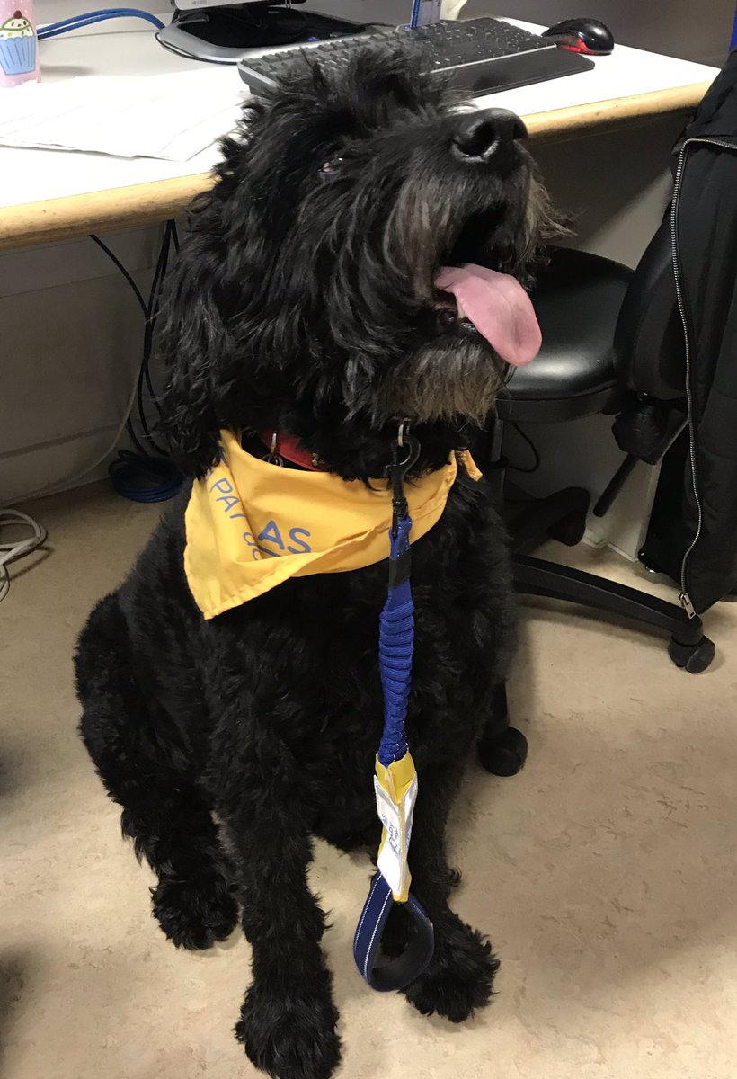 PoppyWard16's tweet photo. A visit from Ottis our PAT dog on @PoppyWard16 this morning, therapy for both patients and staff alike 💕 https://t.co/e3U1xbcX8S