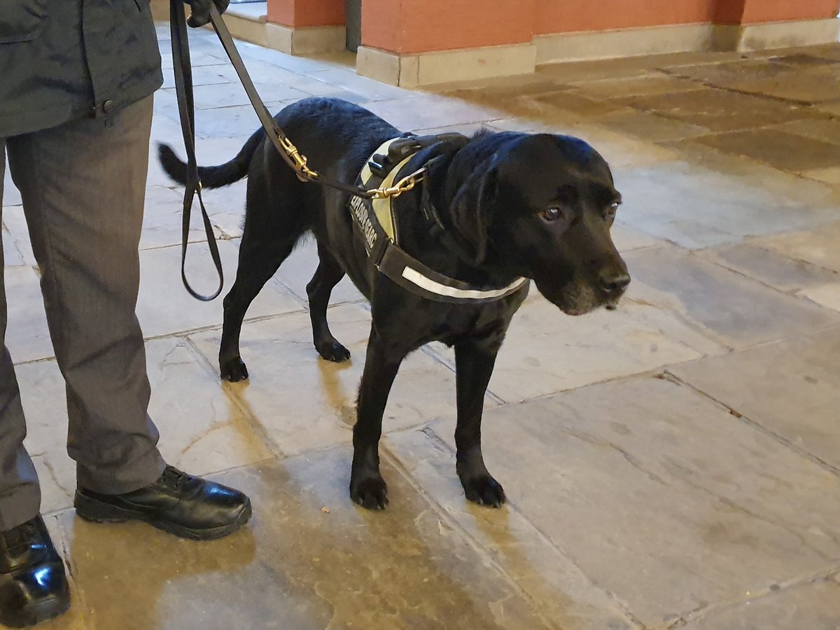 EGX's tweet photo. First #DogsOfEGX spotting! ✅ Another 11/10 good boy keeping us safe at the show.
#Rezzed2019 https://t.co/ozgm85MFYr