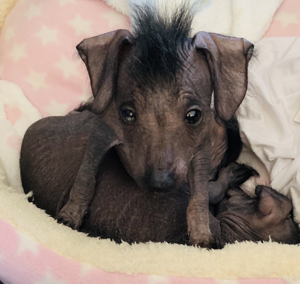 Barking Mad Productions 🐶 tweet media