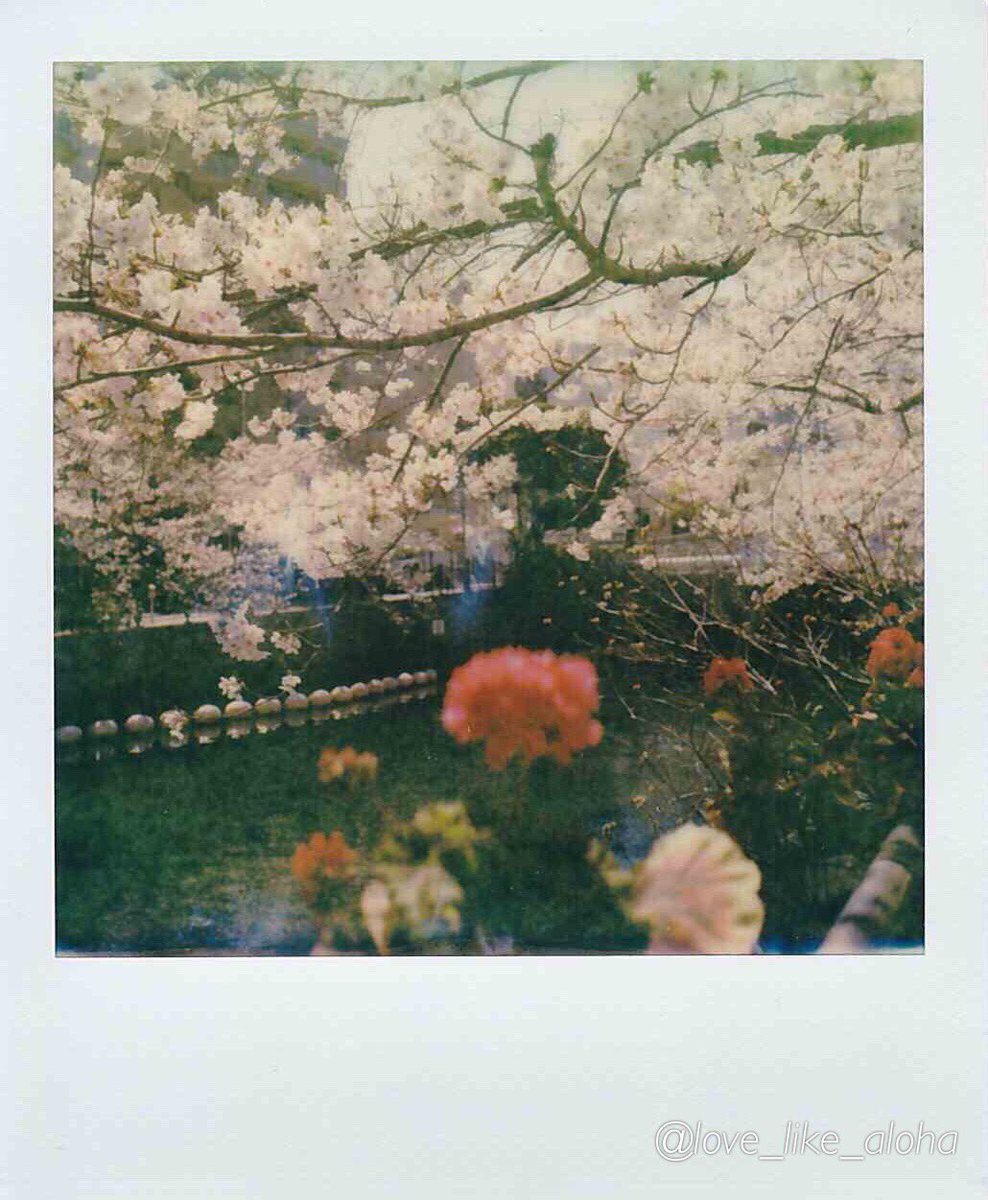 love_like_aloha's tweet image. こんばんは
お疲れ様です😌

久しぶりのポラ

カメスズさんで現像待ちの間に

#ポラロイドオリジナルズ 
#Polaroid_SX70
#桜