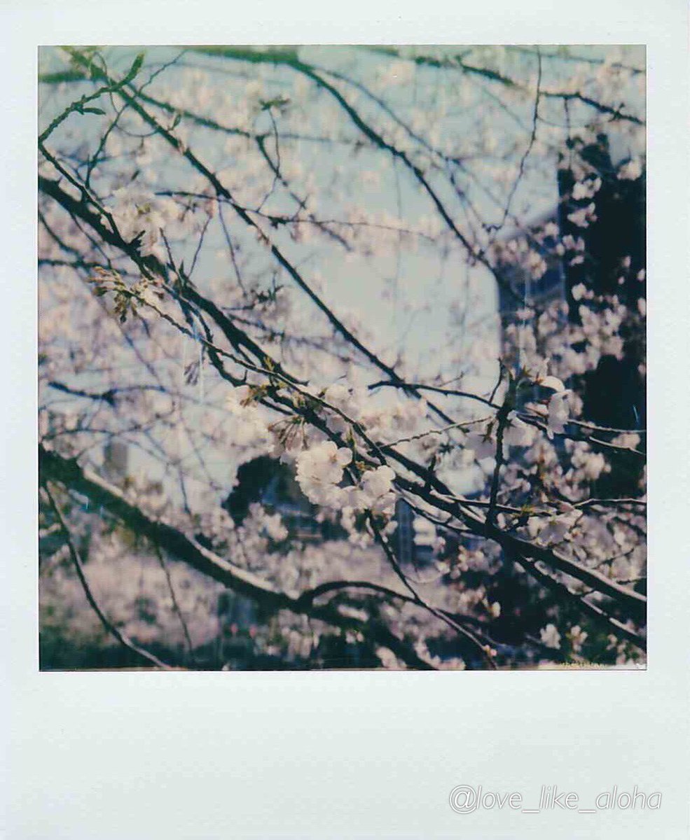 love_like_aloha's tweet image. こんばんは
お疲れ様です😌

久しぶりのポラ

カメスズさんで現像待ちの間に

#ポラロイドオリジナルズ 
#Polaroid_SX70
#桜