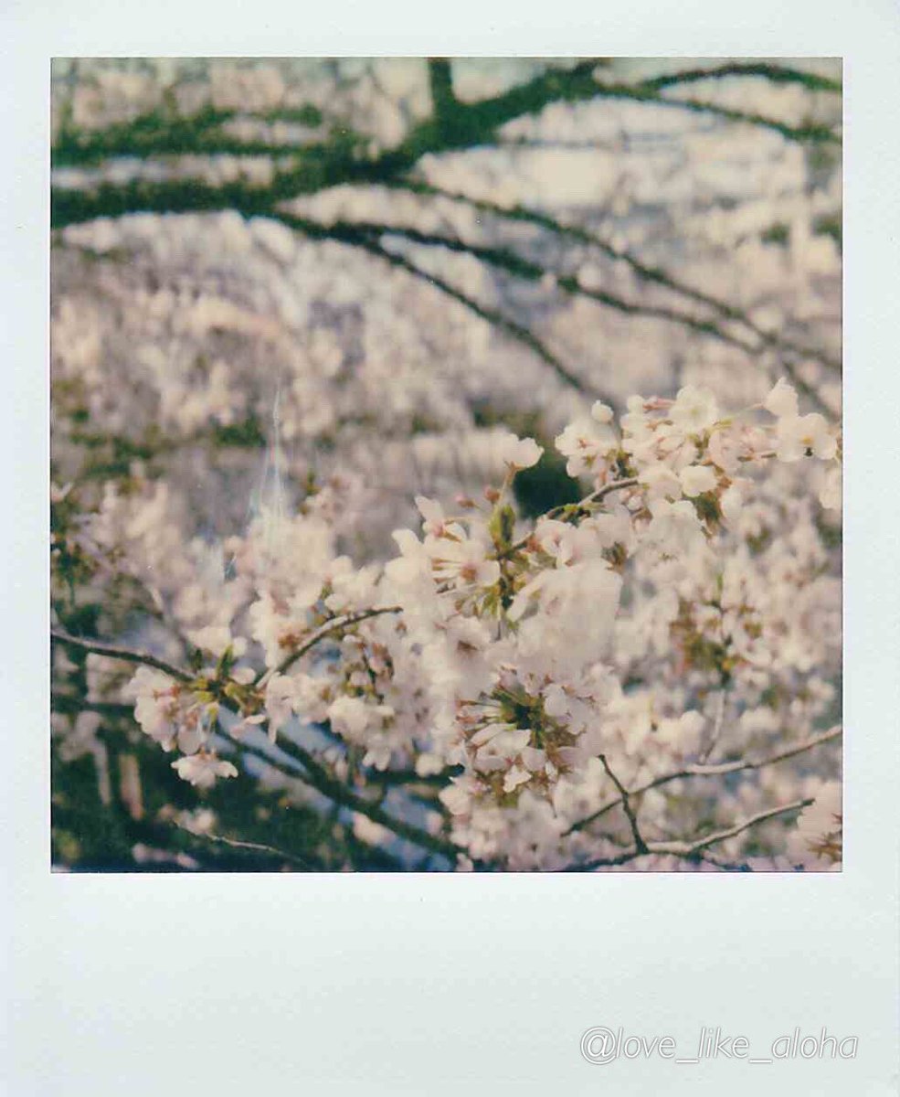 love_like_aloha's tweet image. こんばんは
お疲れ様です😌

久しぶりのポラ

カメスズさんで現像待ちの間に

#ポラロイドオリジナルズ 
#Polaroid_SX70
#桜