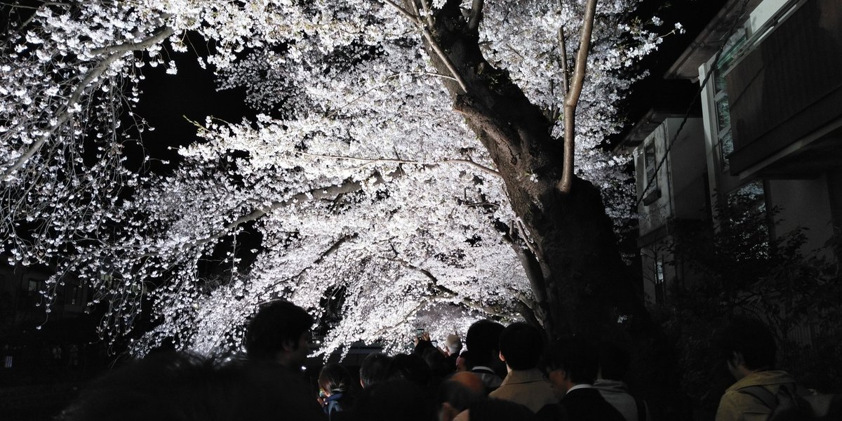 野川の桜ライトアップ