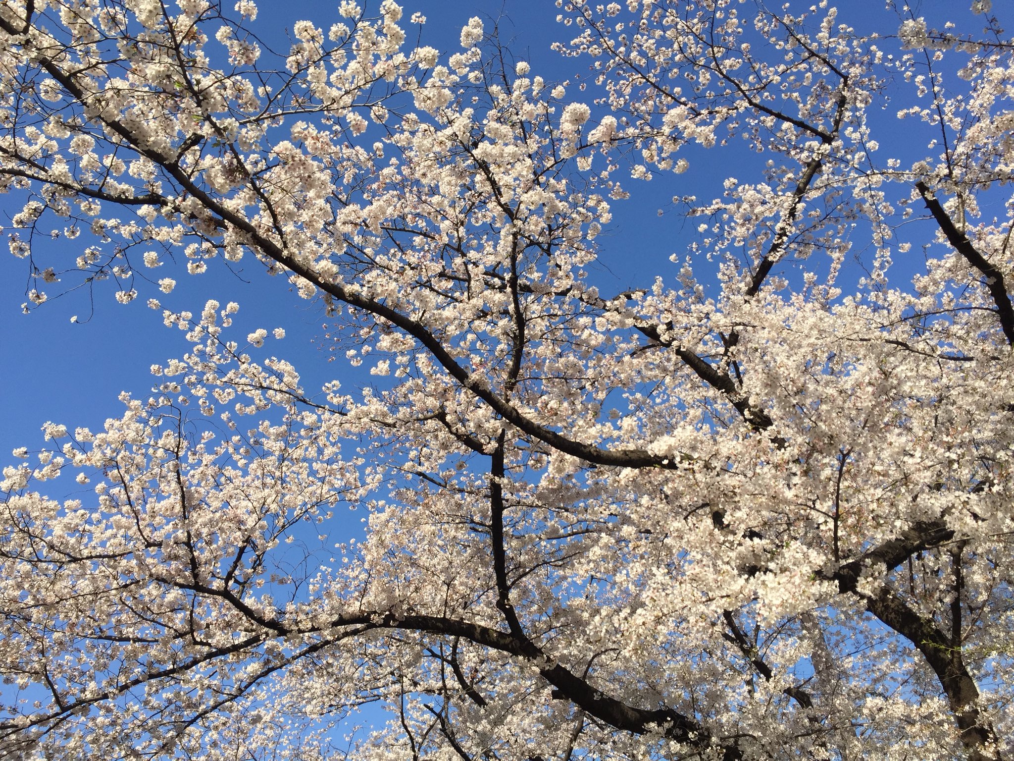 Mona Bar Tokyo お花見の名所は数あれど 見応えがあったのは 高円寺 寺院横の廃屋を大胆にブチ抜く満開の一本桜 パワースポット感ある 桜 T Co Hpu5s1wkrx Twitter