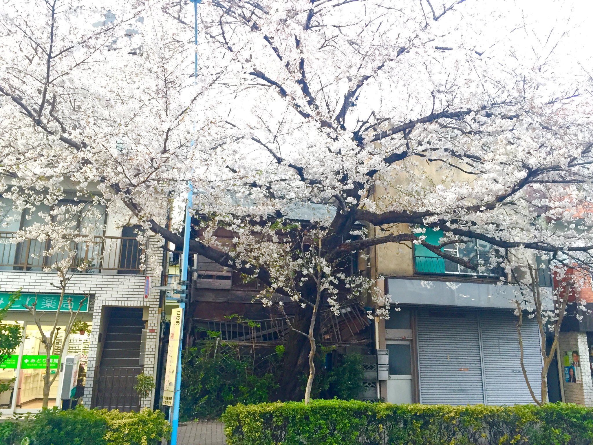 Mona Bar Tokyo お花見の名所は数あれど 見応えがあったのは 高円寺 寺院横の廃屋を大胆にブチ抜く満開の一本桜 パワースポット感ある 桜 T Co Hpu5s1wkrx Twitter