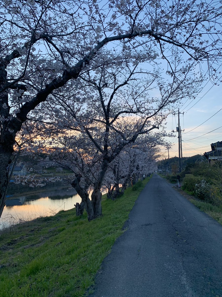 48mm7's tweet photo. 帰り道に癒された桜🌸

社会人3年目なかなかうまくいかない😭 https://t.co/Jo8UjJcGaf