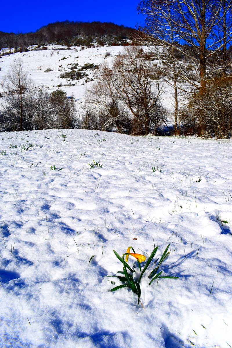 PerniaLa's tweet photo. Y la Nieve cubrió los lirones, Lores. https://t.co/SMoEOcERvs