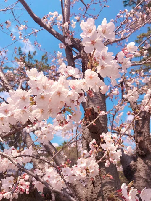 桜綺麗であった〜🥰 