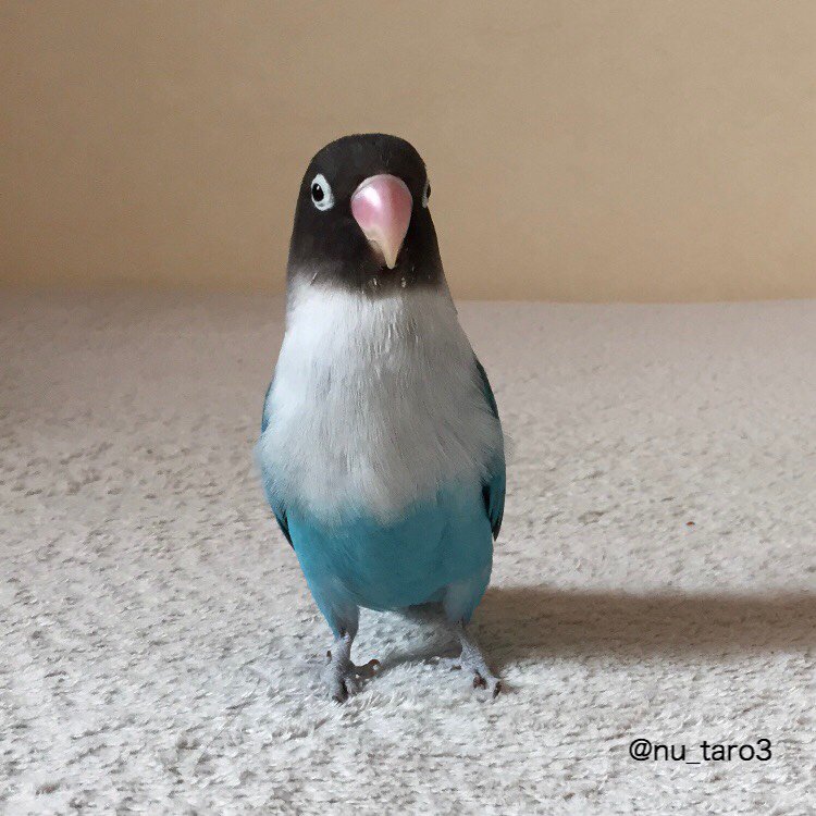 nu_taro3's tweet photo. はっとりのとっておきの角度です。 https://t.co/NyvxmTI1og