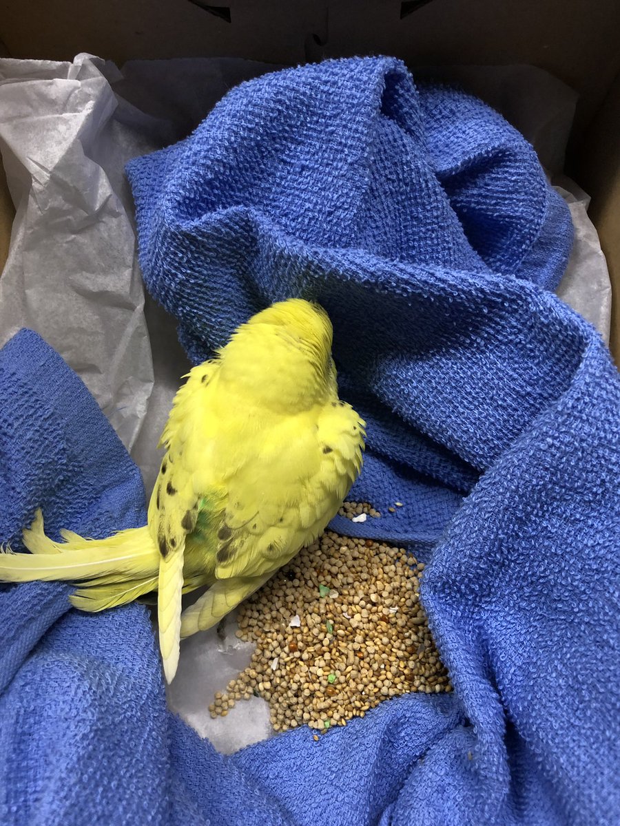 240starbowl's tweet photo. 本日4月4日木曜、西尾スターボウル立体駐車場一階にてインコを保護し西尾警察署へ届けました事をご報告致します。 #インコ #西尾市 #保護 #届出 #西尾スターボウル https://t.co/dWLbV9aPvg