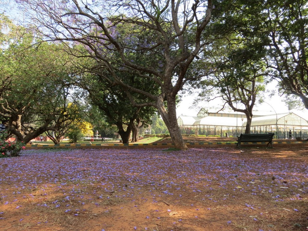 inbiodiversity's tweet photo. A carpet of #flowers. Gulmohar or Blue Jacaranda (Jacaranda mimosifolia) in bloom. Observed by Ajit Ampalakkad at Lalbagh Botanical Garden in #Bangalore in March 2014. #throwbackthursday #indiabiodiversity #citizenscience #nature #science #treesindia #neighbourhoodtrees https://t.co/weuTyJdcP4