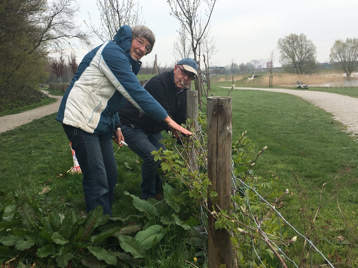 JosRoeffen's tweet photo. Vanochtend hebben drie vrijwilligers, vrienden van de Klinkenbergerplas, de vlechtheggen gecontroleerd en waar nodig de takken zijwaarts geleid. https://t.co/WY7TuDLp6x