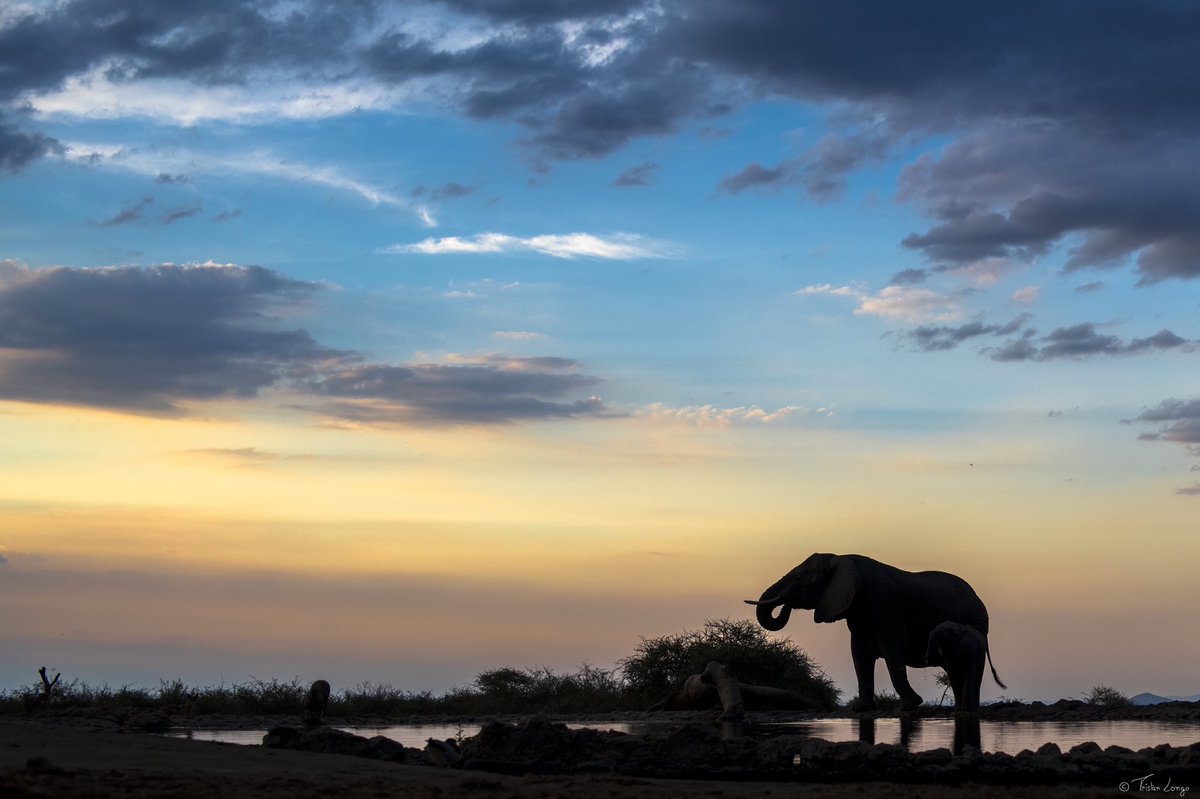 SmartParksOrg's tweet photo. Did you know Smart Parks kickstarted and funded the design and development of the first @OpenCollar_ Elephant tracker? Knowing were they are day and night is key in the #survival of these roaming gentle giants! Check out our link: https://t.co/4Cry4etunw #conservation #technology https://t.co/dO6EvQYZjX